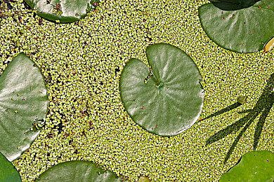 《EA Sports FC 25》推出系列首个付费战斗通行证