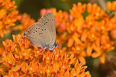 急急急！欧任提醒《塞尔达传说：王国之泪》发售还有一个月